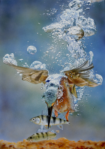 Eisvogel